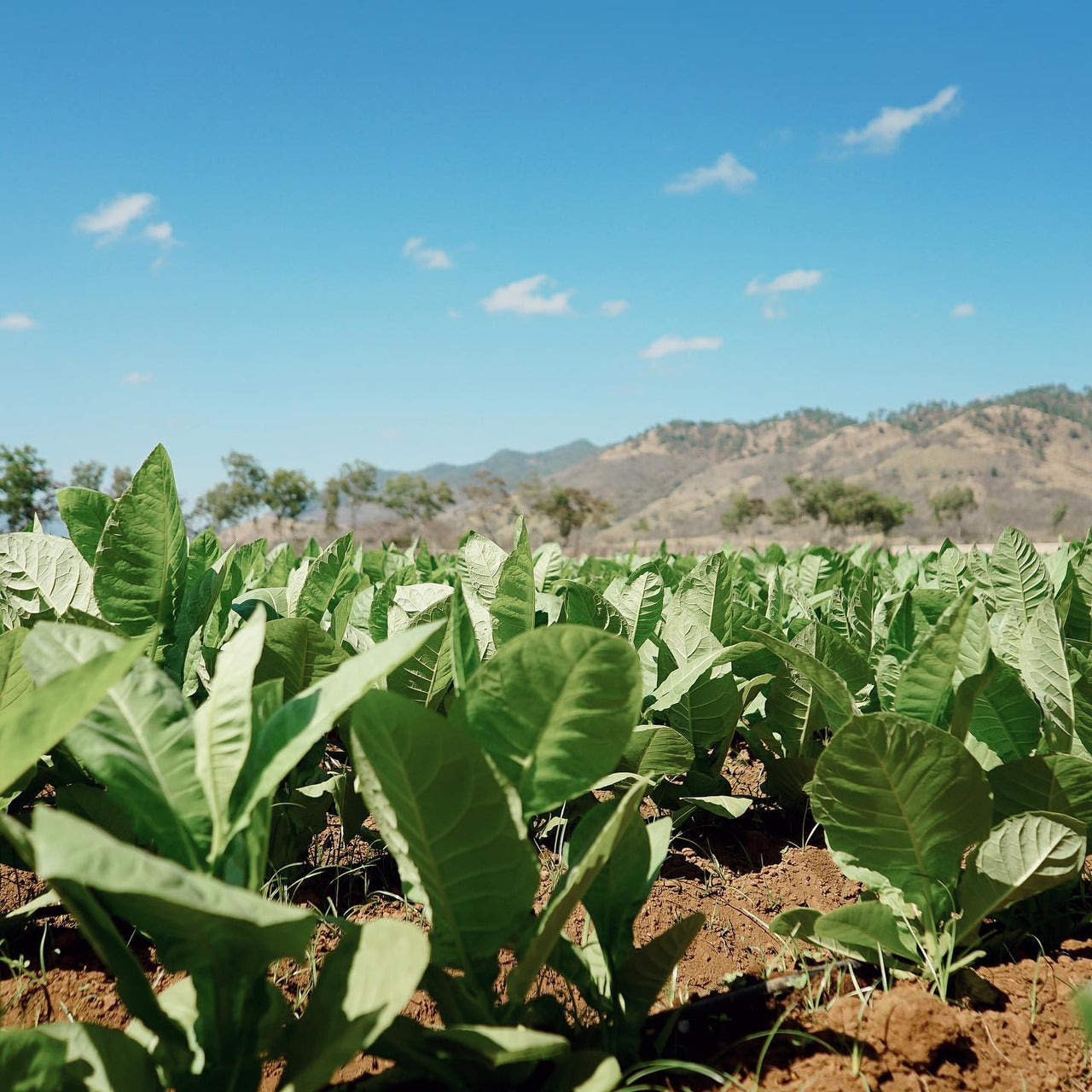 Cigar Tobacco: Shade-Grown vs Sun-Grown