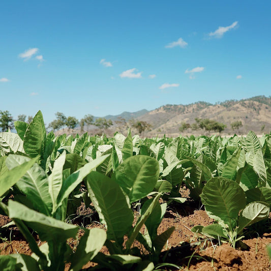 Cigar Tobacco: Shade-Grown vs Sun-Grown